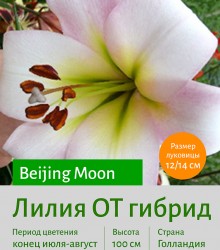 Лилия ОТ гибрид Beijing Moon
